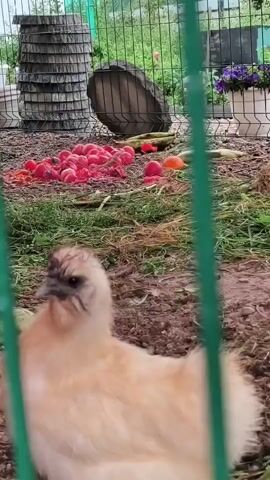 The video shows an outdoor enclosure, likely a coop or aviary, with a green metal fence in the foreground. Several chickens are visible, including a light-colored, fluffy chicken in the lower left, and a darker chicken with red wattles to its right. There are also what appear to be peacocks in the background. The ground is covered with dirt, grass, and scattered vegetable scraps, including what look like tomatoes and corn cobs. In the background, there are some planters with purple flowers and a cylindrical wooden structure.