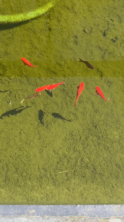 Zoo visitors document diverse animals in Saarbrücken facility