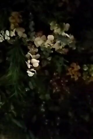 The video shows a close-up view of small white flowers blooming on a dark green, leafy plant. The background is dark and out of focus, suggesting it may be nighttime or a dimly lit area. Some hints of yellow and brown flowers or foliage can be seen in the background as well. The lighting highlights the delicate white petals of the flowers, which appear to be clustered together on thin stems.