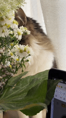 Cat spotted near flower bouquet in Bat Yam