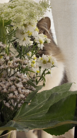 Cat spotted near flower bouquet in Bat Yam