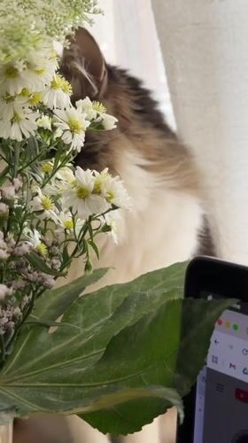 Cat spotted near flower bouquet in Bat Yam