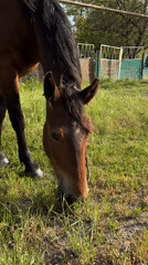 Horse grazing documented in rural Russian village