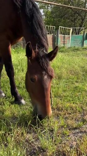 Horse grazing documented in rural Russian village