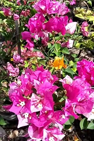 The video displays a close-up view of a vibrant cluster of pink bougainvillea flowers with a few bright orange ones interspersed. The flowers are in full bloom, showcasing their delicate papery bracts and small, white inner flowers. The surrounding foliage is lush and green. The background is blurred, suggesting the flowers are part of a garden or nursery setting, with hints of other plants and pots. The lighting appears to be natural daylight, casting soft shadows. The camera remains relatively still, focusing on the intricate details and rich colors of the flowers.