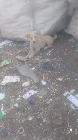 The video shows a light-colored, possibly yellow, puppy lying on the ground which is covered in trash.  The trash includes plastic scraps, wrappers, small pieces of metal, and cardboard.  Behind the puppy is a large white sack.  The camera then focuses on the puppy, which stands and walks towards the camera, eventually getting close enough that the viewer can see the puppy's mouth and tongue.  The dog appears to be approaching the person holding the camera.