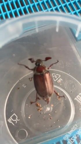 Household pets examine captured May beetle in Nizhny Tagil