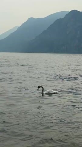 A lone white swan swims serenely on a lake. The water is calm with gentle ripples. In the background, hazy blue mountains rise majestically, their peaks softened by a light mist or atmospheric haze. The sky above is overcast and pale. The scene conveys a sense of peaceful isolation and natural beauty.