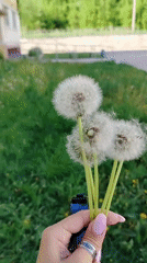 Everyday moments captured in Noviy: dandelions, children playing, phone call