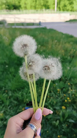 Everyday moments captured in Noviy: dandelions, children playing, phone call
