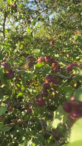 A tree is seen with numerous small, red apples hanging from its branches. The leaves are green and lush, with sunlight filtering through them. The background shows a clear blue sky and a distant landscape, suggesting an outdoor setting on a sunny day. The camera pans across the tree, focusing on the apples and branches.