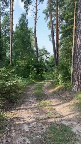 This is a vertical video of a dirt path winding through a forest. The path is worn and uneven, with patches of grass and pine needles. Tall pine trees and lush green foliage line both sides of the path. Sunlight filters through the canopy, casting shadows on the ground. The sky is visible in the distance, a pale blue with a few wispy clouds. The scene is tranquil and natural.