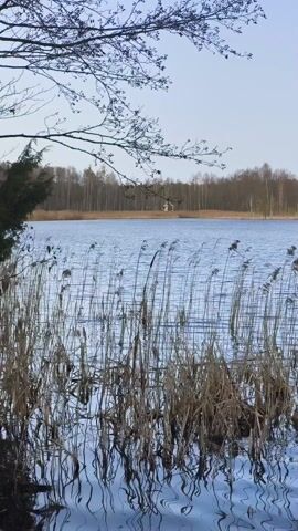 The video shows a tranquil lake scene. The water is blue and gently rippling. In the foreground, tall reeds sway in the water. Across the lake is a line of trees. The sky is a light blue, and the scene appears to be captured in the early morning or late afternoon light. A bare tree branch extends from the top left corner, adding depth to the view.