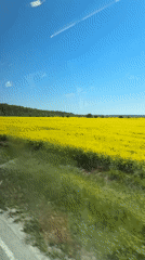 Yellow flower field viewed from moving vehicle near Detelina