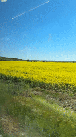 Yellow flower field viewed from moving vehicle near Detelina