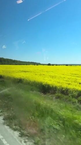 Yellow flower field viewed from moving vehicle near Detelina