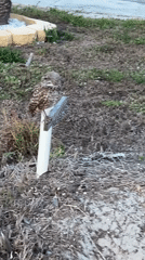Burrowing owls spotted in Cape Coral residential areas overnight