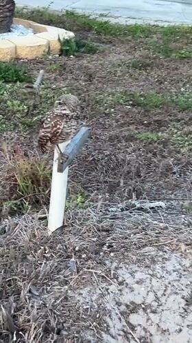 Burrowing owls spotted in Cape Coral residential areas overnight