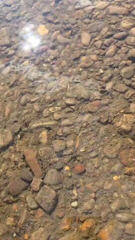 The video shows a shallow, clear river with a rocky bottom. Sunlight reflects off the water's surface, creating bright spots. Green vegetation is visible along the riverbank in the background, as well as trees and a cloudy sky. There are no people or animals clearly visible in the frame.