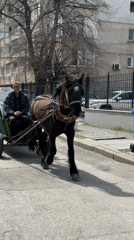 Horse cart and woman captured in separate Sofia scenes