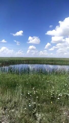 This is a vertical video of a natural landscape. The scene features a body of water, likely a pond or small lake, surrounded by tall green grass and reeds. The water reflects the bright blue sky, which is dotted with fluffy white clouds. In the background, a vast, flat expanse of grassland stretches to the horizon. The camera appears to be moving, likely from a handheld perspective, creating a slight sway in the footage. There are no people or animals visible in the video, and the overall impression is one of a serene, natural environment on a sunny day.