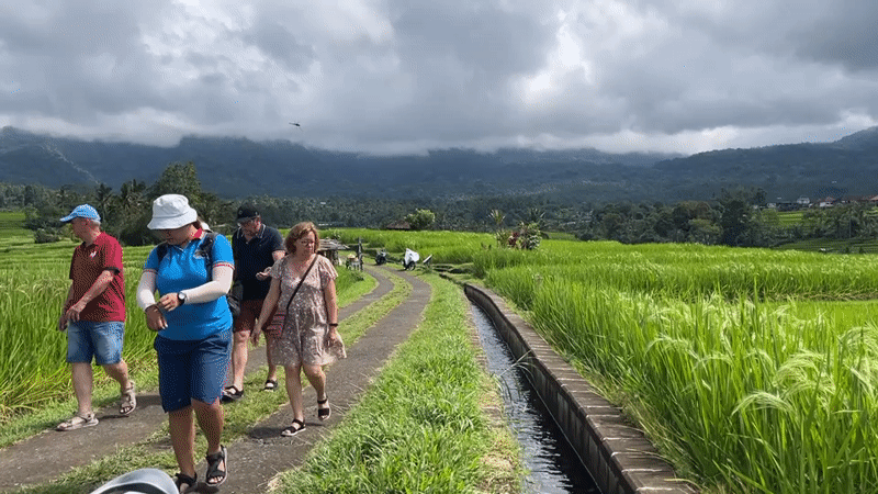 Group walks through green rice paddies in Penebel, Indonesia
