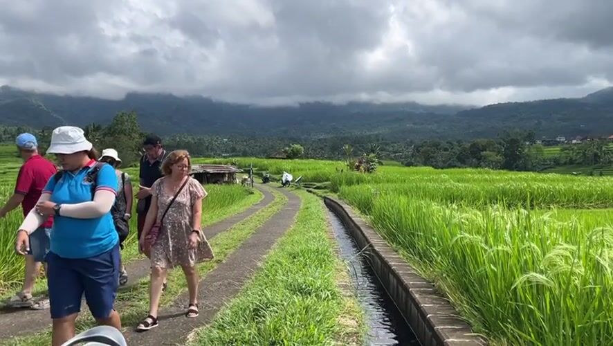 Group walks through green rice paddies in Penebel, Indonesia