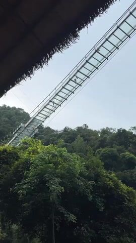 The video shows a transparent glass bridge suspended between two forested hills. Several people are walking on the bridge, which is supported by metal cables and beams. The sky is overcast, and the trees below are lush and green. The camera is positioned below the bridge, looking upwards at an angle.
