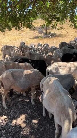 A flock of sheep huddles under the shade of a leafy tree. Most of the sheep are facing away from the camera, their backs visible, with a few individuals in the foreground showing their sides or heads. One black sheep is visible within the flock. In the background, two other sheep are visible, one standing and grazing, and another lying down in the dry, yellow grass. The environment appears to be a field or pasture with sparse vegetation and a clear sky overhead.