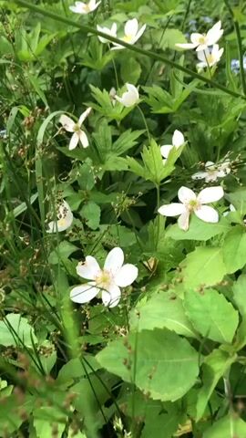 A close-up, handheld video shows a patch of white flowers with yellow centers blooming amongst green foliage. The flowers are arranged at different angles and depths of field, with some appearing more in focus than others. The background consists of more green leaves and some wispy, brown seed stalks. A few tiny blue flowers are visible in the background. The camera appears to be moving slightly, creating a gentle sway effect.