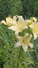 A quiet suburban afternoon of gardens, flowers, and everyday moments