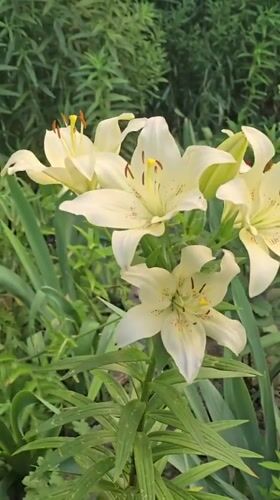 A quiet suburban afternoon of gardens, flowers, and everyday moments