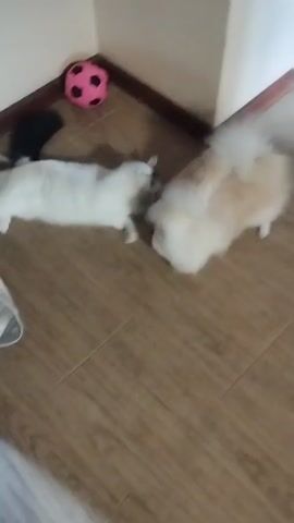 Two cats are playing on a wooden floor. A pink soccer ball is in the corner of the room. One cat is white with black markings on its head and tail, and the other cat is fluffy and light-colored. They are playfully batting at each other.