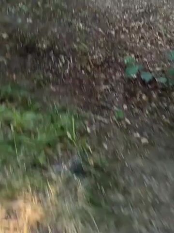 A video pans across a wooded area. The camera moves from left to right, showing trees, fallen logs, and a dirt path. There are green leaves and brown dirt. The lighting suggests it is daytime.