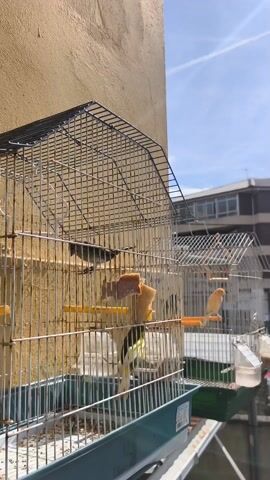 The video shows three birdcages with birds inside, sitting outside in front of a tan building and another building with a lighter roof. A seagull flies across the clear blue sky above. The cages are wire with blue or green plastic bases, and each cage has a few birds in it. The birds appear to be eating pieces of bread placed on the perches. The sun is shining and the scene appears to be calm.