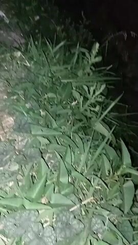 The video begins by showing a patch of green grass and foliage in the foreground. The background is dark and out of focus. The camera pans slightly to the right. Two small, red lights appear in the upper right portion of the screen. The camera continues to pan to the right, and the lights remain visible. The video ends.