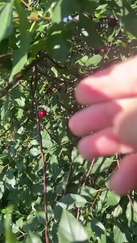 A person's hand picks several ripe red cherries from a leafy tree branch in the sunlight. The cherries are held in the palm of the hand.