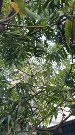 Mango tree and orange tabby cat, close-up and casual