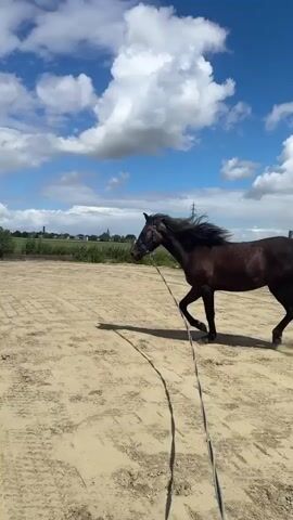 A dark brown horse is walking in a sandy enclosure. The horse is wearing a halter and is attached to a long rope that trails on the ground. The horse is moving from right to left in the frame. The background shows a cloudy blue sky with white clouds, some trees, buildings, and a distant transmission tower. The ground is a sandy surface with tire tracks.