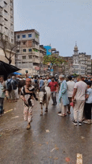 Dhaka cattle market bustles with Eid al-Adha preparations