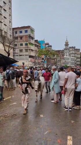 Dhaka cattle market bustles with Eid al-Adha preparations