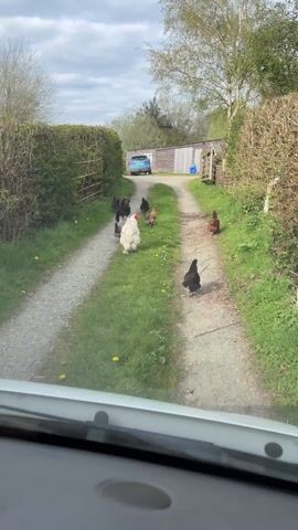 The video captures a rural scene from the perspective of a vehicle's dashboard, showing a group of chickens occupying a gravel path. A diverse flock of chickens, including white, black, brown/reddish, and greyish individuals, are seen walking along and across the path. Some chickens are also on the grassy verges that line the track. The vehicle appears to be either stopped or moving very slowly, likely waiting for the chickens to clear the way.

The setting is an unpaved country lane or driveway, flanked by thick green hedges and grassy areas. In the background, further up the path, a blue car is parked near a wooden shed or outbuilding. Trees are visible beyond the hedges, suggesting a countryside environment. The sky is overcast, indicating daytime, possibly late morning or early afternoon, with diffused light and no harsh shadows. No specific text is visible in the scene. The overall impression is one of a peaceful, everyday encounter in a rural area, characteristic of the Stiperstones region in the United Kingdom.