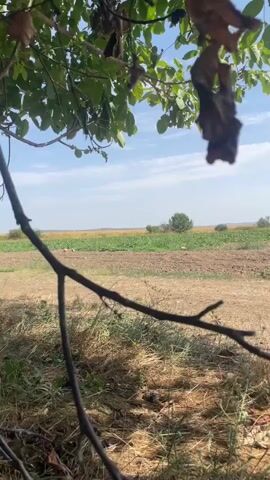 A video captured from a first-person perspective shows a person sitting on the ground in the shade of a tree. The foreground is filled with dry grass and the trunk of a tree. In the background, there is a field with rows of crops, and beyond that, hills under a blue sky with scattered clouds. The person appears to be holding a red object, possibly a vape pen or a small tool, in their right hand. The camera pans slightly, revealing more of the field and the distant landscape.