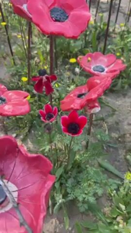 The video shows a field of artificial red flowers. They appear to be crafted from clay or a similar material and have a dark-colored center. Some smaller, natural red flowers are interspersed among the artificial ones. A hand enters the frame and gently touches one of the smaller red flowers. The flowers are planted in sandy soil with small yellow wildflowers growing between them. In the background, there is a blurred view of a building or structure, possibly a park shelter. The light indicates it is likely an outdoor setting during the daytime.
