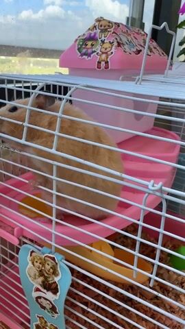 A small hamster, primarily light brown in color, is inside a white wire cage with pink plastic platforms and a yellow food dish. The cage is filled with wood shavings. The hamster is seen standing on one of the platforms, initially using its paws to groom its face. The camera focuses on the hamster as it moves around the cage, exploring its surroundings and occasionally peering through the bars. The background shows a window with a blurry view of the outside. The cage has a pink plastic house on top, decorated with stickers.