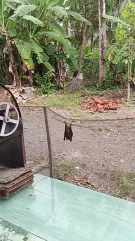 A bat is hanging upside down by its feet from a wire that is strung between two poles. The bat is dark brown in color and appears to be dead. The wire is in a yard with lush green foliage and trees in the background. There is a tiled floor in the foreground and some sort of metal object on the left side of the frame. The ground is covered with gravel and some dry leaves. The overall impression is that this is an outdoor scene in a tropical or subtropical environment.