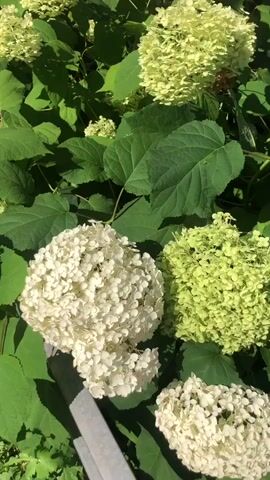 A close-up video of hydrangeas. The camera pans from a white hydrangea blossom to a pale green one, then pans again to show more blossoms and lush green leaves. Sunlight filters through the leaves, casting shadows on the flowers. There are no people or animals visible.