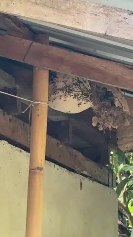 The video shows a wasp nest hanging from the underside of a roof. The nest is off-white and covered with numerous black wasps that are actively moving around on its surface. To the left of the nest is a light brown bamboo pole secured with string. To the right, there are remnants of an older wasp nest. The roof appears to be constructed of wooden beams. The background includes a partial view of a wall.