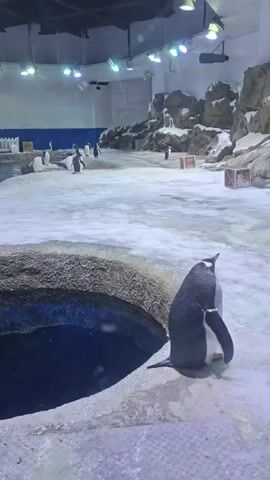 The video shows a group of penguins in an indoor enclosure that simulates a cold, icy environment. The enclosure has artificial rocks, snow, and a pool of water. Several penguins are visible scattered across the icy terrain, with some walking and others standing. One penguin in the foreground is facing away from the camera, near the edge of the water. In the background, more penguins are present, and some appear to be interacting with each other or the environment. The enclosure is lit by overhead lights, and the overall impression is of a controlled habitat designed for penguins.