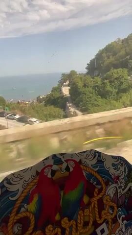 This is a point of view video from inside a vehicle. The camera is focused on a decorative object in the foreground, which appears to be a tray or placemat. The object is adorned with a nautical theme, featuring a rope border, a depiction of two red and green macaws, and a mermaid figure. Beyond the foreground object, a window reveals a sunlit outdoor scene. Lush green trees and vegetation line a winding road or path. In the background, the blue ocean meets the horizon under a bright sky with scattered clouds. Several white cars are parked along the side of the road or in a small lot. The view suggests a coastal landscape on a clear day, possibly a scenic route.
